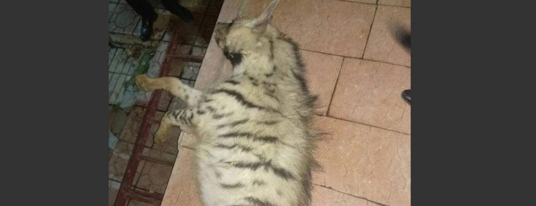 Batman\'da çizgili sırtlan telef oldu