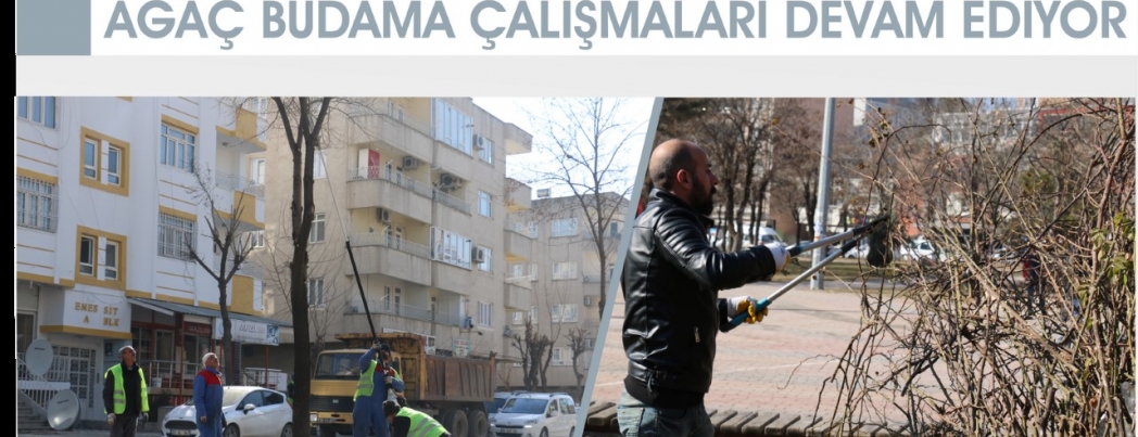 Ağaç budama çalışmaları devam ediyor