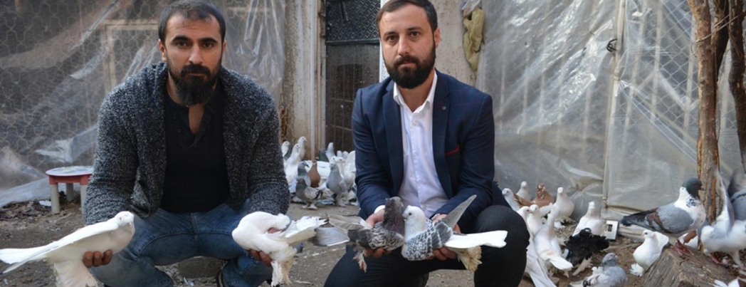 İkinci el araba fiyatına güvercin!
