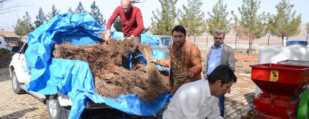 \"Mezrone Üzümü\" gençleştirme çalışması yapıldı