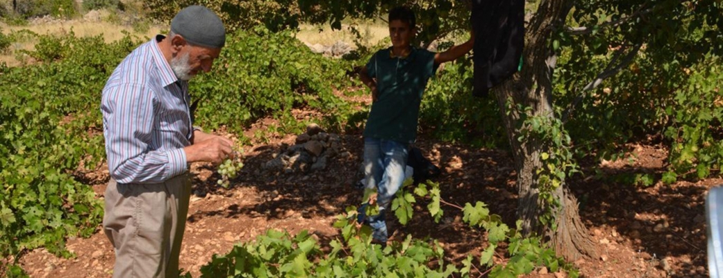 Üzüm yetiştiricilerine \"külleme hastalığı\" uyarısı