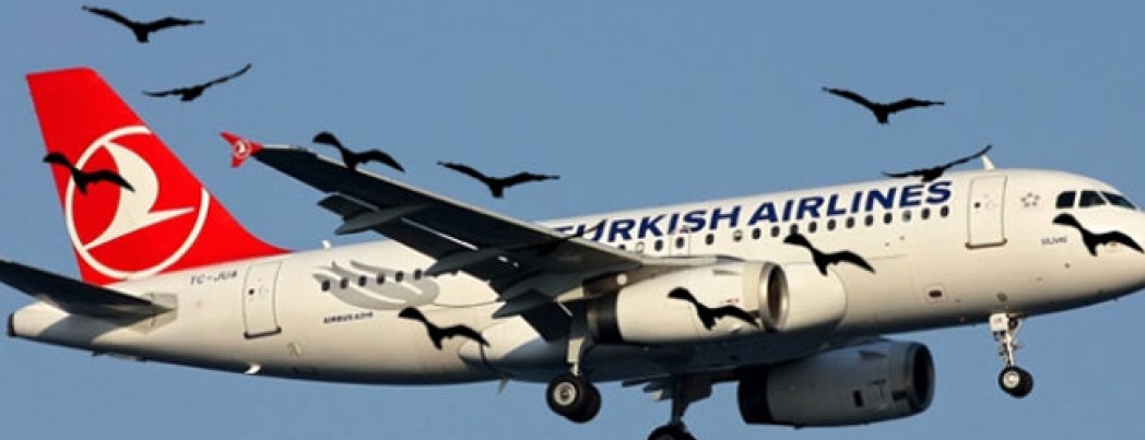 Batman Uçağına Martı Engeli