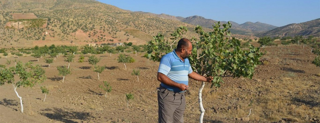 Yıllardır uğraştıkları fıstıklardan verim almıyorlar
