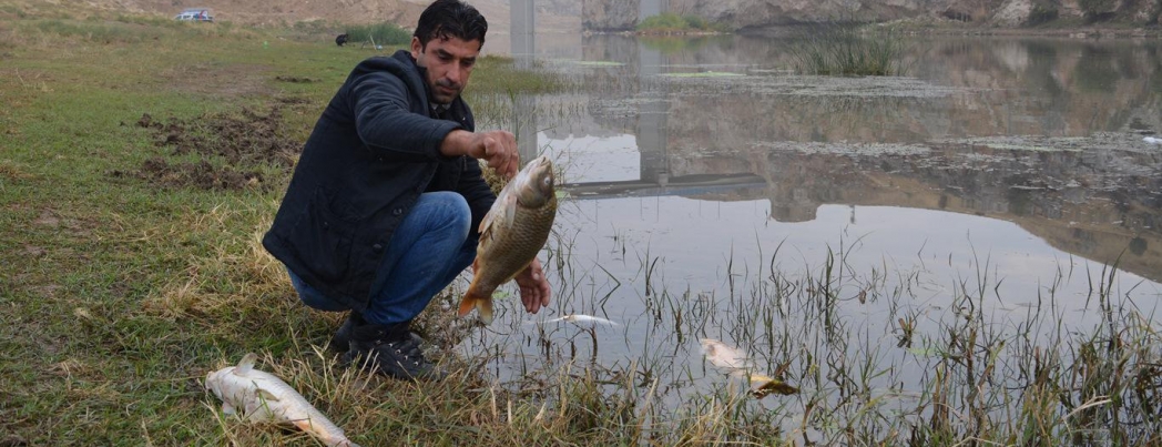 Dicle Nehri\'nde zehirli yem ile balık avı iddiası