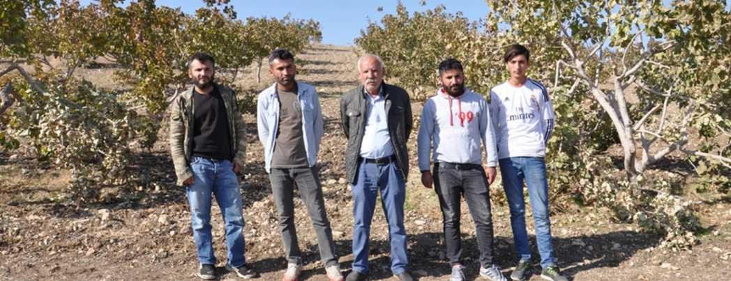 ​19 yıllık emeği fıstık ağaçlarını kestiler