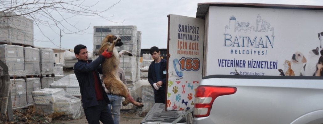 BELEDİYE KAZAYA UĞRAYAN KÖPEĞE ACİL MÜDAHALEDE BULUNDU
