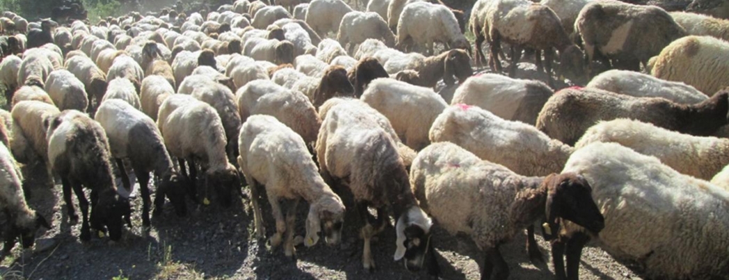 \"Hayvanlara aile hekimliği uygulaması güzel ama işletmelere destek verilmesi lazım\"