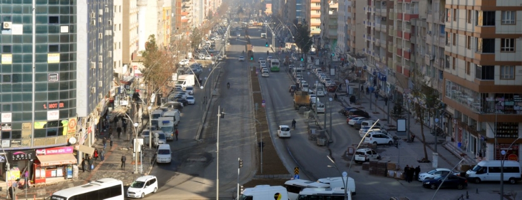 ÇINAR YAPRAKLI DUT AĞAÇLARI DİKİLİYOR