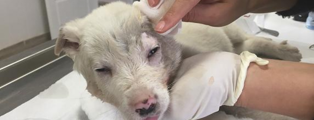 YAVRU KÖPEĞE ERKEN MÜDAHALE GÖZ KURTARDI