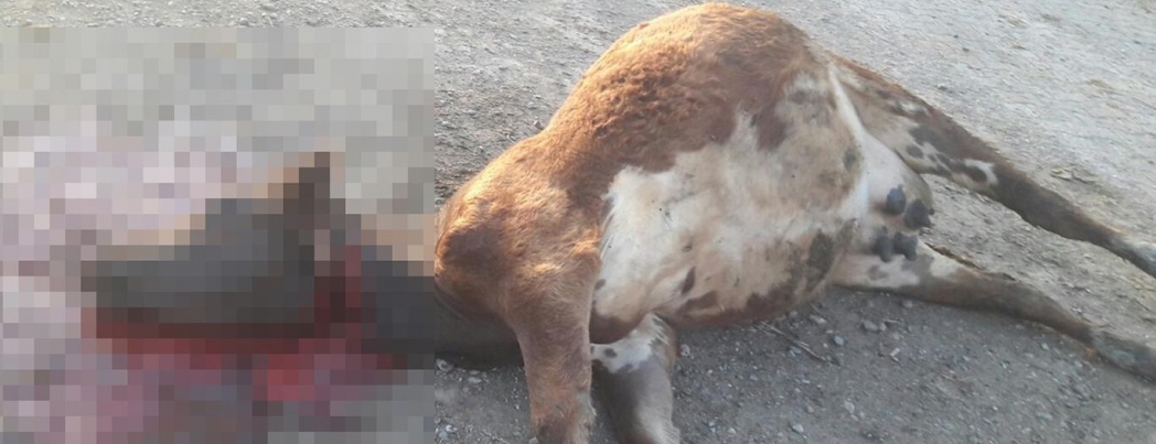 Ani hayvan ölümleri köylüleri endişelendiriyor