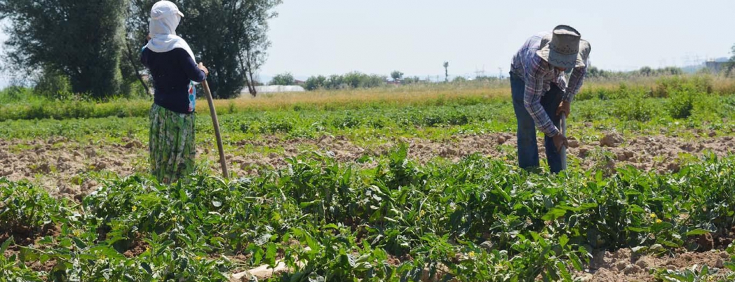 ​ Çiftçilerin tarlada Ramazan mesaisi serin saatlerde