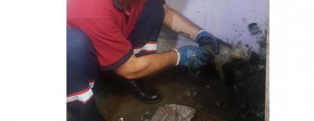 Lağım borusuna sıkışan kedi kurtarıldı