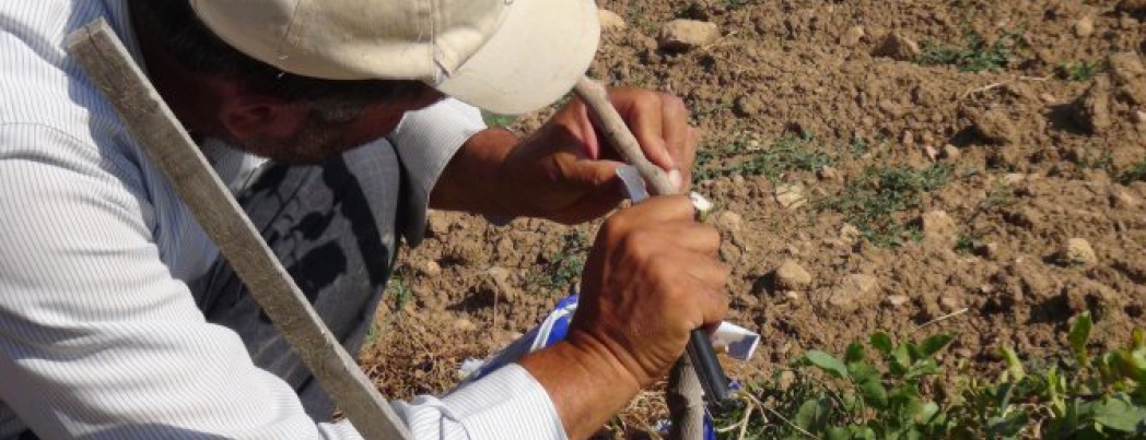 Fıstık ağaçları aşılanmaya başlandı