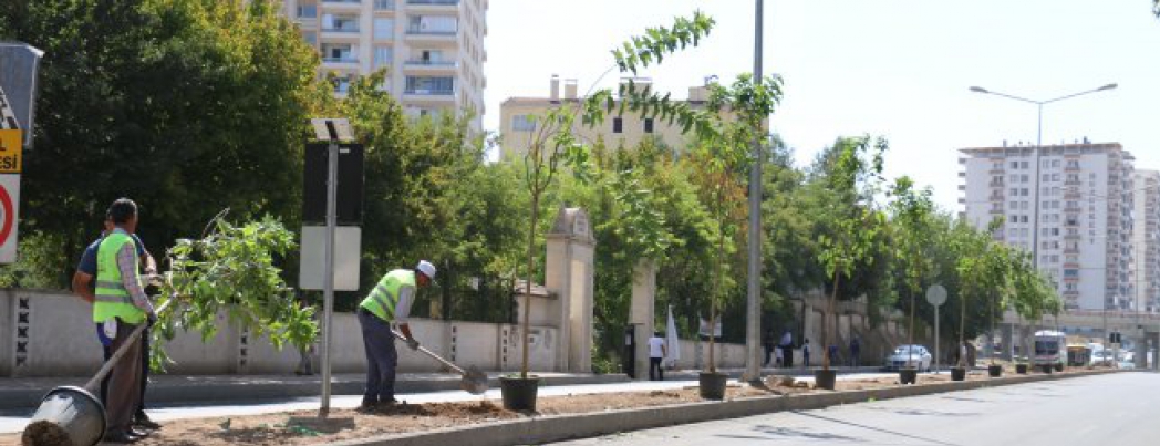 Orta Refüj ağaçlandırılıyor