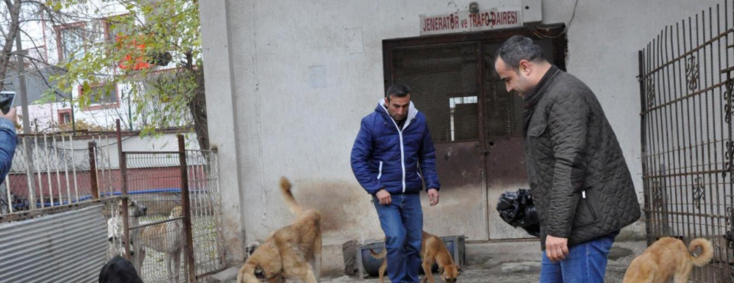 Sokak hayvanları için "insaf et israf etme" projesi