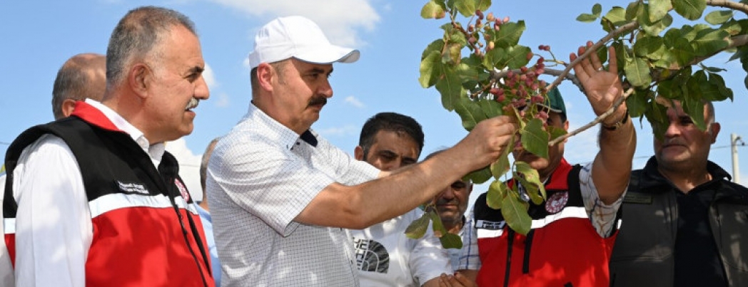 FISTIK HASADI ETKİNLİĞİ DÜZENLENDİ