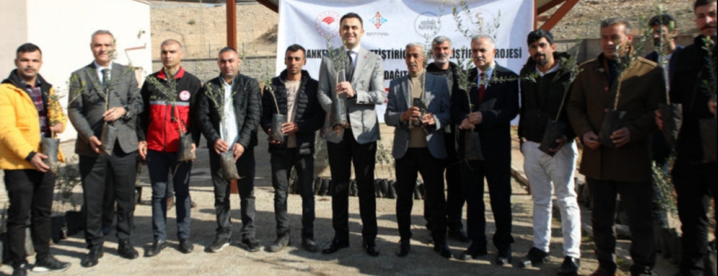 TARİHİ İLÇEYE ZEYTİN YETİŞTİRİCİLİĞİ