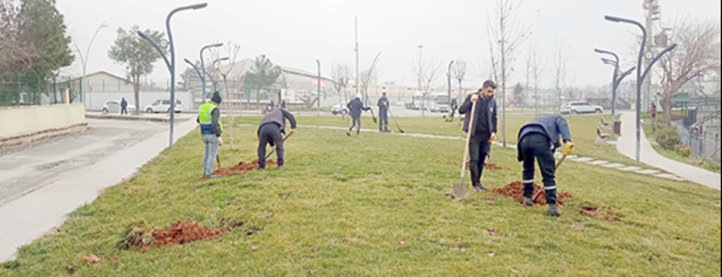 TOPRAKLA BULUŞAN YÜZLERCE FİDAN…
