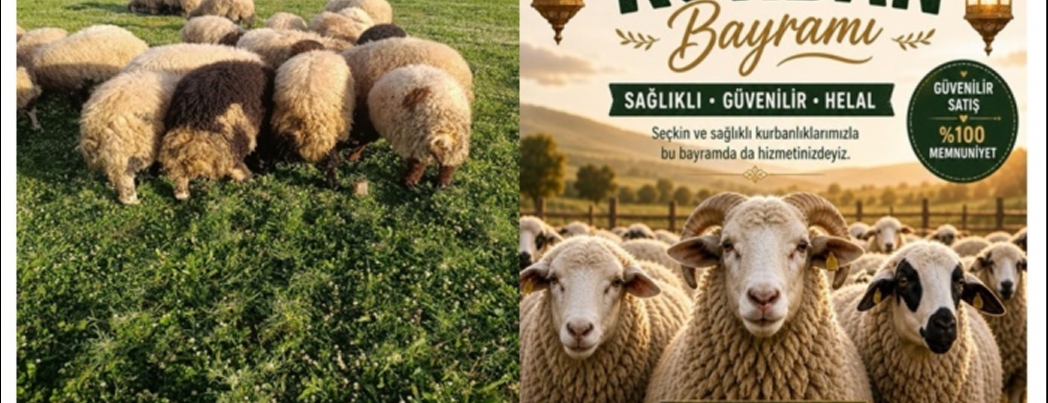 KURBANLIK SATI�LARI BA�LADI
